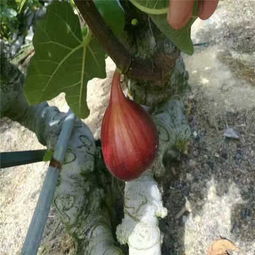 攀枝花綠抗一號無花果苗廠家——優質苗木的生產與供應