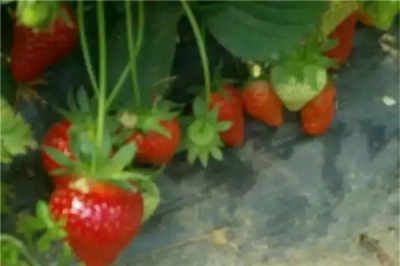 吉林高品質水蜜桃蘋果苗熱銷，廠家直銷助力果農增產增收