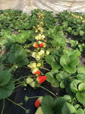 潮州優質草莓苗廠家 專業苗木供應商的培育之道