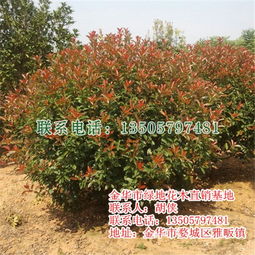 紅葉石楠樹 優質苗木批發與綠地建設的最佳選擇