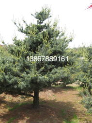 五針松 盆景藝術的經典之選與市場概況