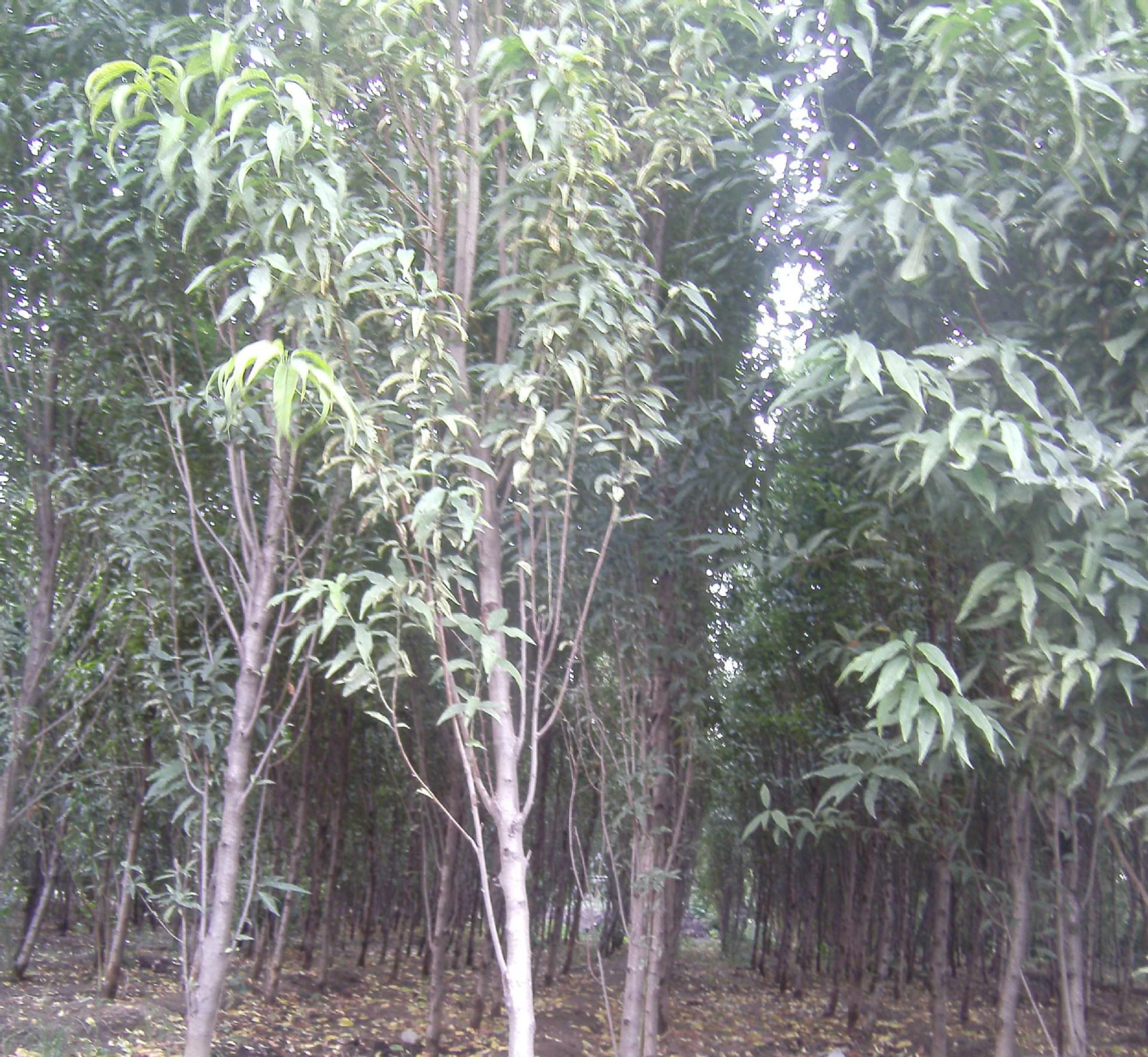 專業綠色植物苗木花卉 打造花園與綠化的理想選擇