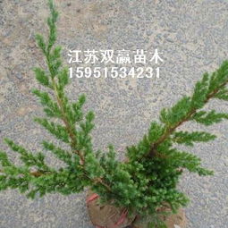 火棘小苗的培育與江蘇雙贏綠化苗木基地的專業服務